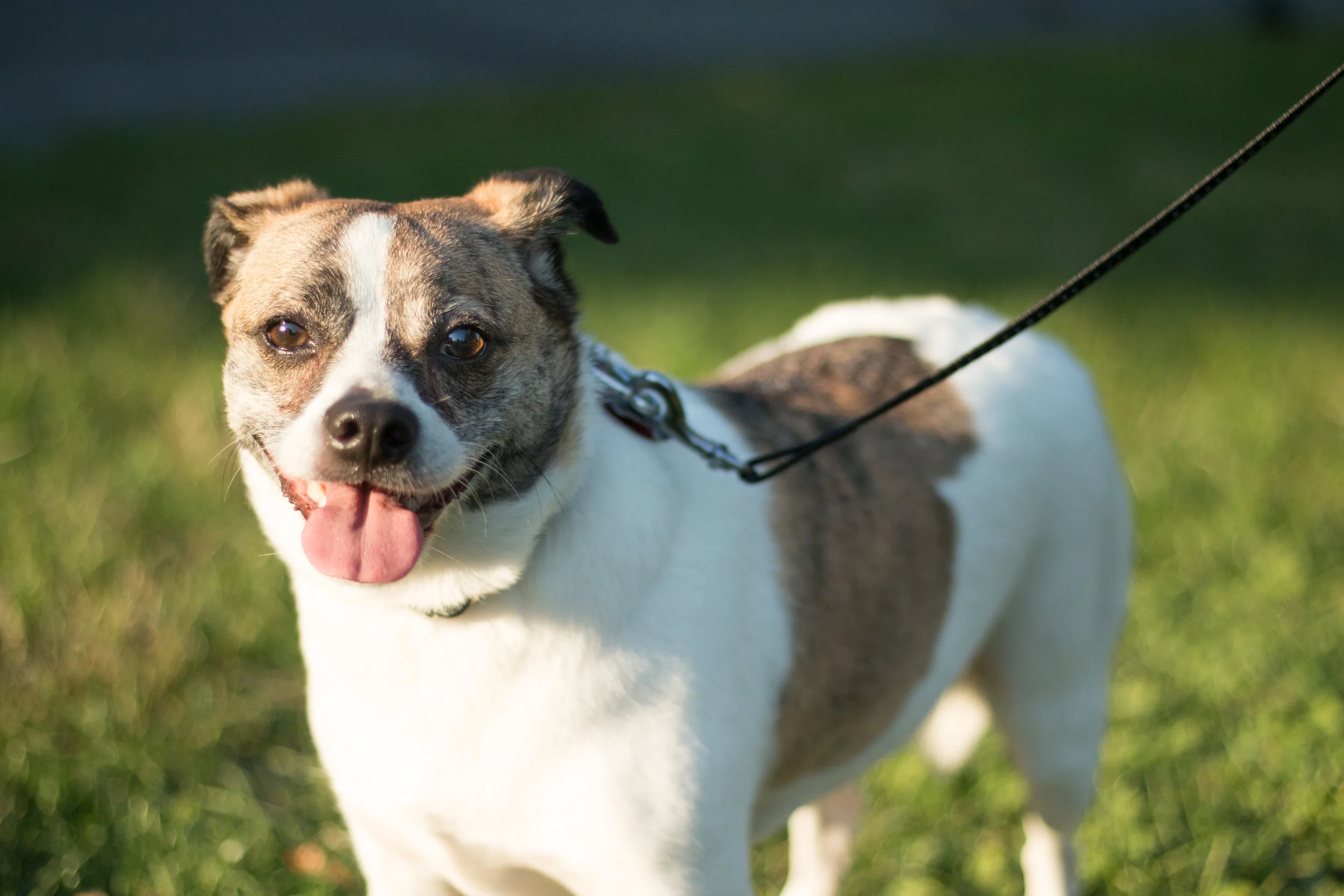 Laika Family Shoot-145.jpg